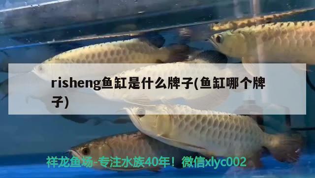 risheng魚缸是什么牌子(魚缸哪個(gè)牌子) 豹紋夫魚苗