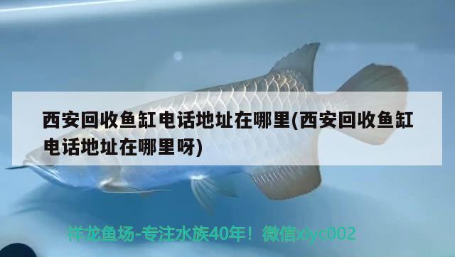 西安回收魚(yú)缸電話地址在哪里(西安回收魚(yú)缸電話地址在哪里呀) 泰龐海鰱魚(yú)