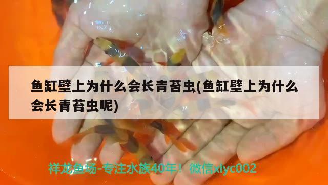 魚缸壁上為什么會(huì)長(zhǎng)青苔蟲(chóng)(魚缸壁上為什么會(huì)長(zhǎng)青苔蟲(chóng)呢) 高背金龍魚