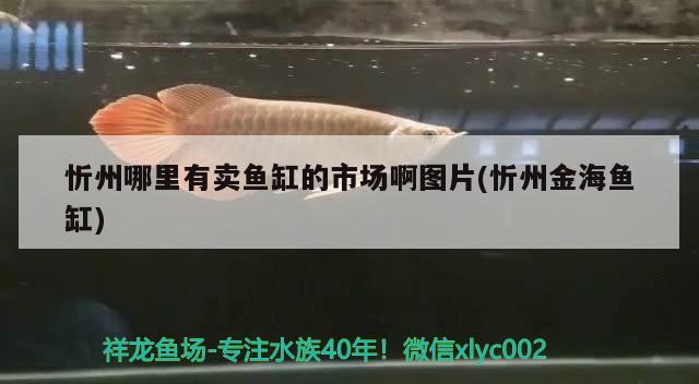 忻州哪里有賣魚缸的市場啊圖片(忻州金海魚缸)