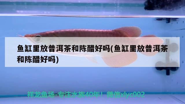 魚(yú)缸里放普洱茶和陳醋好嗎(魚(yú)缸里放普洱茶和陳醋好嗎) 細(xì)線銀版魚(yú)