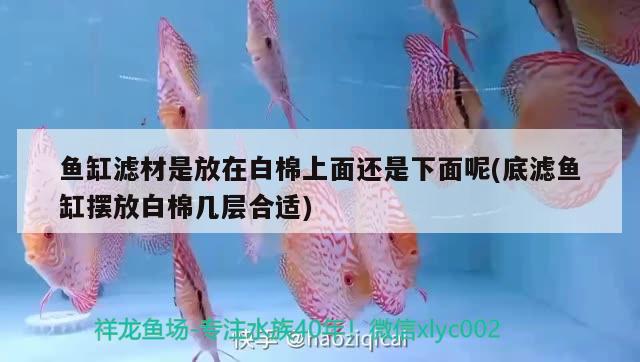 魚缸濾材是放在白棉上面還是下面呢(底濾魚缸擺放白棉幾層合適)