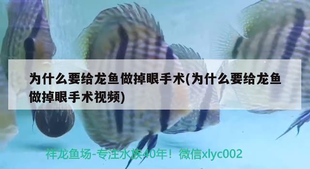 為什么要給龍魚做掉眼手術(shù)(為什么要給龍魚做掉眼手術(shù)視頻) 綠皮皇冠豹魚