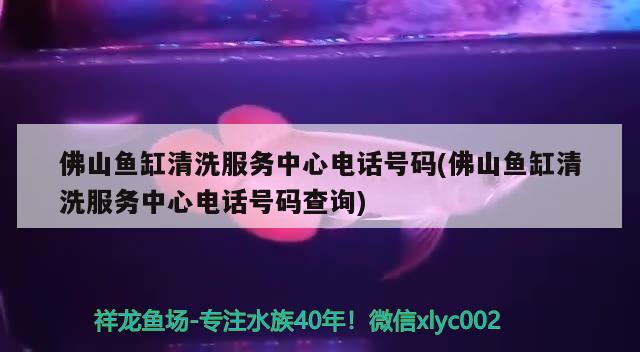 佛山魚(yú)缸清洗服務(wù)中心電話(huà)號(hào)碼(佛山魚(yú)缸清洗服務(wù)中心電話(huà)號(hào)碼查詢(xún)) 短身紅龍魚(yú)