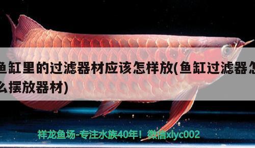 魚缸里的過濾器材應該怎樣放(魚缸過濾器怎么擺放器材)