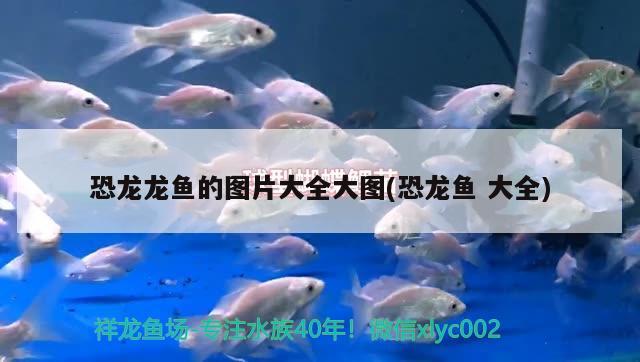 恐龍龍魚的圖片大全大圖(恐龍魚大全)