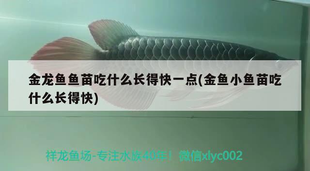 金龍魚魚苗吃什么長得快一點(diǎn)(金魚小魚苗吃什么長得快) 元寶鳳凰魚專用魚糧