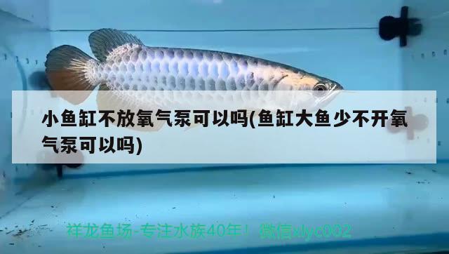 小魚缸不放氧氣泵可以嗎(魚缸大魚少不開氧氣泵可以嗎) 大白鯊魚苗