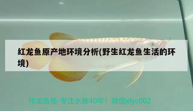 紅龍魚原產(chǎn)地環(huán)境分析(野生紅龍魚生活的環(huán)境) 羽毛刀魚苗