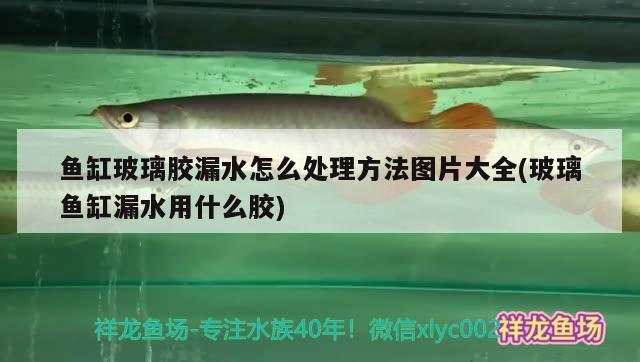 魚缸玻璃膠漏水怎么處理方法圖片大全(玻璃魚缸漏水用什么膠) 丹頂錦鯉魚