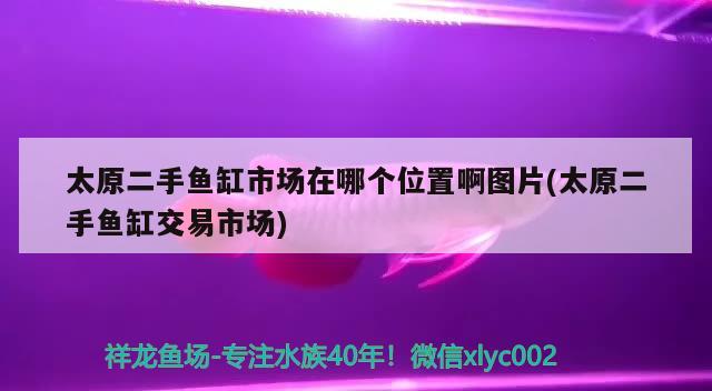 太原二手魚(yú)缸市場(chǎng)在哪個(gè)位置啊圖片(太原二手魚(yú)缸交易市場(chǎng)) 巴西亞魚(yú)