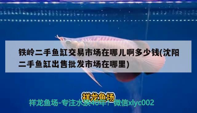 鐵嶺二手魚缸交易市場在哪兒啊多少錢(沈陽二手魚缸出售批發(fā)市場在哪里)