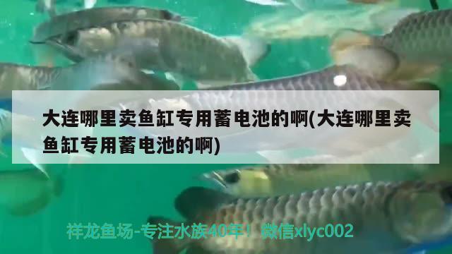 大連哪里賣魚缸專用蓄電池的啊(大連哪里賣魚缸專用蓄電池的啊) 新加坡號(hào)半紅龍魚（練手級(jí)紅龍魚）