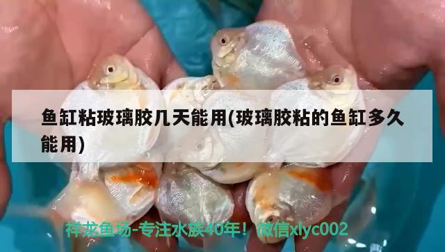 魚缸粘玻璃膠幾天能用(玻璃膠粘的魚缸多久能用)