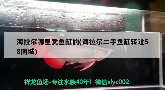 海拉爾哪里賣魚缸的(海拉爾二手魚缸轉讓58同城) 紅龍魚百科