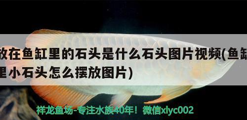 放在魚缸里的石頭是什么石頭圖片視頻(魚缸里小石頭怎么擺放圖片) 祥龍龍魚魚糧