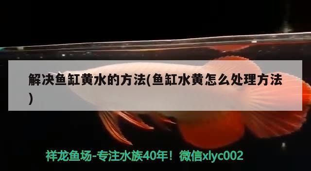 解決魚缸黃水的方法(魚缸水黃怎么處理方法) 廣州觀賞魚批發(fā)市場