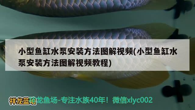 小型魚缸水泵安裝方法圖解視頻(小型魚缸水泵安裝方法圖解視頻教程) 魚缸水泵