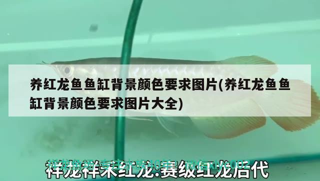 養(yǎng)紅龍魚魚缸背景顏色要求圖片(養(yǎng)紅龍魚魚缸背景顏色要求圖片大全) 印尼三紋虎