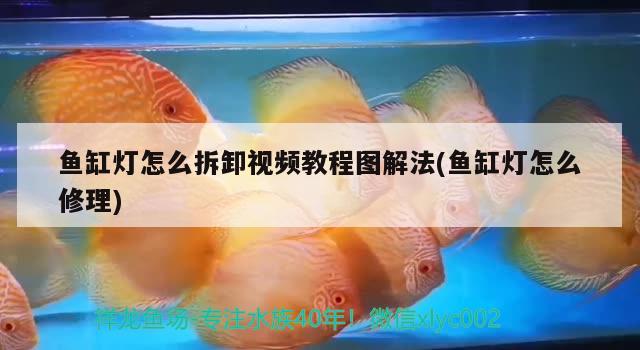 魚缸燈怎么拆卸視頻教程圖解法(魚缸燈怎么修理) 魚缸風水