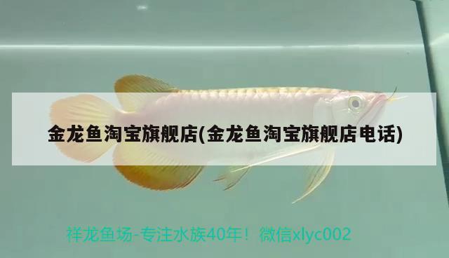 金龍魚淘寶旗艦店(金龍魚淘寶旗艦店電話) 白子黃化銀龍魚