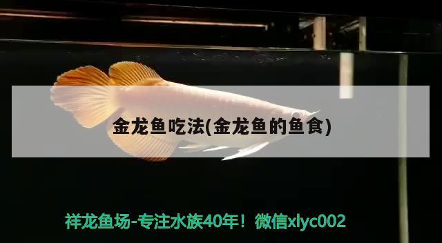 金龍魚吃法(金龍魚的魚食) 魚缸水泵