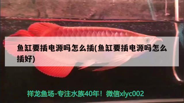 魚缸要插電源嗎怎么插(魚缸要插電源嗎怎么插好) 速倍妥魚糧魚藥