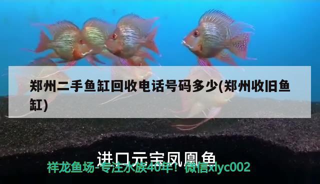 鄭州二手魚缸回收電話號碼多少(鄭州收舊魚缸)