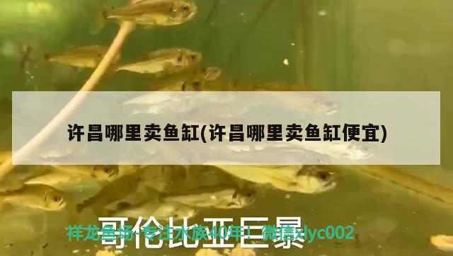 許昌哪里賣(mài)魚(yú)缸(許昌哪里賣(mài)魚(yú)缸便宜)