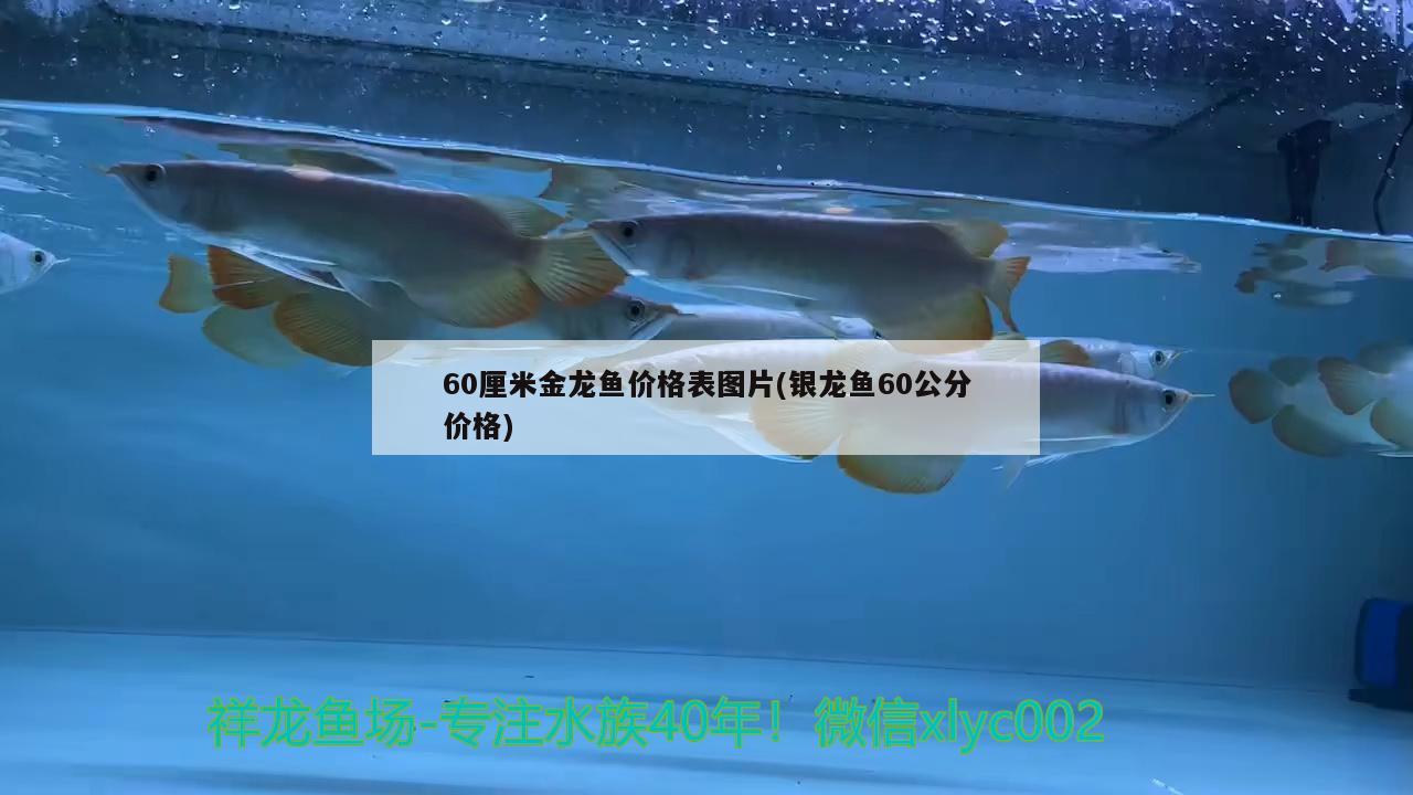 60厘米金龍魚價(jià)格表圖片(銀龍魚60公分價(jià)格) 銀龍魚百科