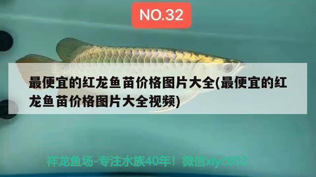 最便宜的紅龍魚(yú)苗價(jià)格圖片大全(最便宜的紅龍魚(yú)苗價(jià)格圖片大全視頻) 野彩魚(yú)