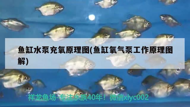 魚缸水泵充氧原理圖(魚缸氧氣泵工作原理圖解)