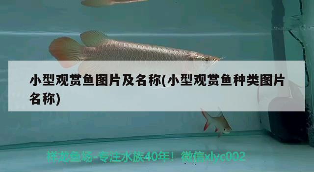 小型觀賞魚圖片及名稱(小型觀賞魚種類圖片名稱) 小型觀賞魚