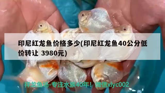 印尼紅龍魚(yú)價(jià)格多少(印尼紅龍魚(yú)40公分低價(jià)轉(zhuǎn)讓3980元) 紅龍魚(yú)百科