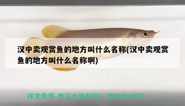 漢中賣觀賞魚的地方叫什么名稱(漢中賣觀賞魚的地方叫什么名稱啊) 黃金夢幻雷龍魚