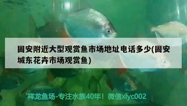 固安附近大型觀賞魚市場地址電話多少(固安城東花卉市場觀賞魚) 觀賞魚市場（混養(yǎng)魚）