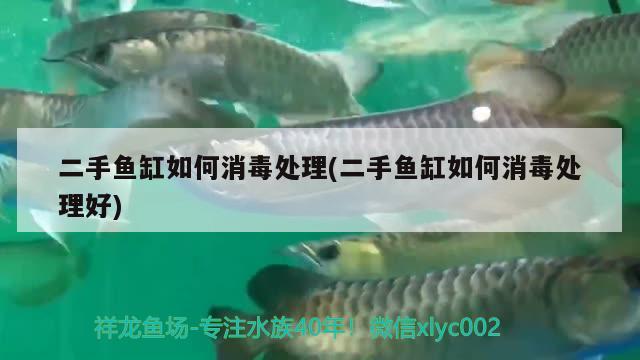 二手魚缸如何消毒處理(二手魚缸如何消毒處理好) 黃金眼鏡蛇雷龍魚