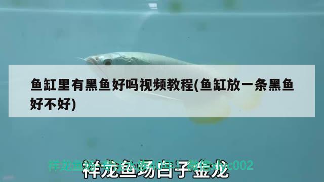 魚缸里有黑魚好嗎視頻教程(魚缸放一條黑魚好不好) 速倍妥魚糧魚藥