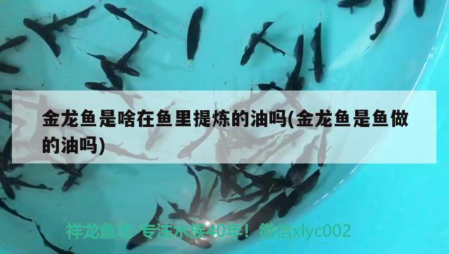 金龍魚是啥在魚里提煉的油嗎(金龍魚是魚做的油嗎)