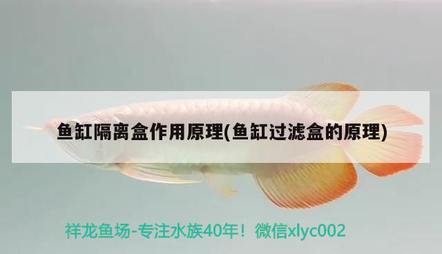 魚缸隔離盒作用原理(魚缸過濾盒的原理) 過濾設備