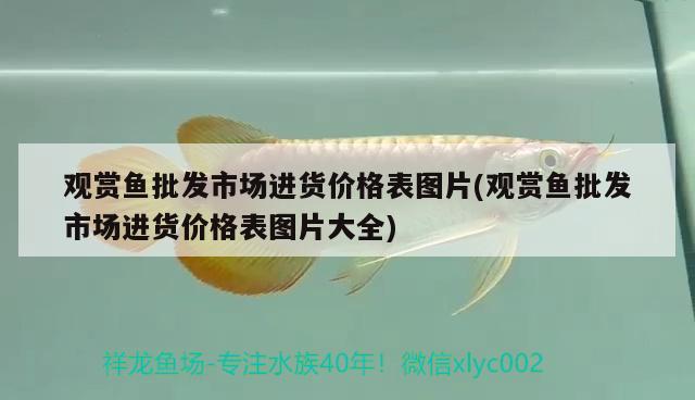 觀賞魚(yú)批發(fā)市場(chǎng)進(jìn)貨價(jià)格表圖片(觀賞魚(yú)批發(fā)市場(chǎng)進(jìn)貨價(jià)格表圖片大全) 觀賞魚(yú)批發(fā)