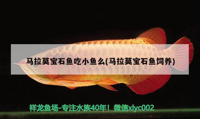 馬拉莫寶石魚吃小魚么(馬拉莫寶石魚飼養(yǎng)) 馬拉莫寶石魚