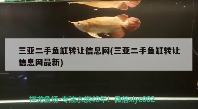 三亞二手魚缸轉(zhuǎn)讓信息網(wǎng)(三亞二手魚缸轉(zhuǎn)讓信息網(wǎng)最新) 白子銀版魚