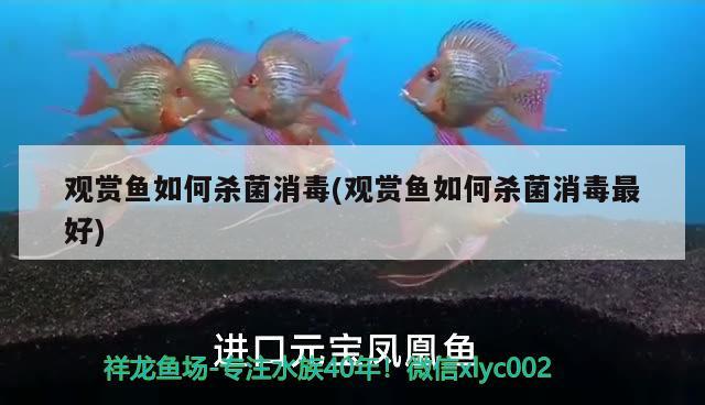 觀賞魚如何殺菌消毒(觀賞魚如何殺菌消毒最好) 紅龍專用魚糧飼料