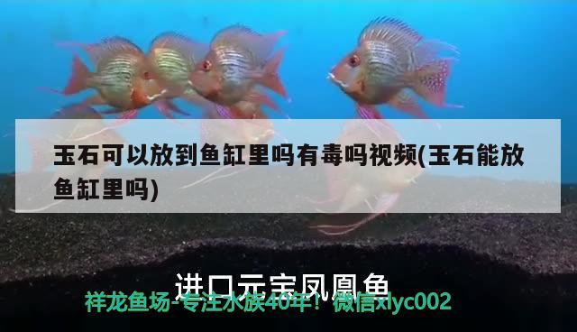 玉石可以放到魚缸里嗎有毒嗎視頻(玉石能放魚缸里嗎) 玫瑰銀版魚