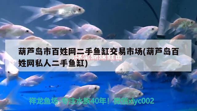 葫蘆島市百姓網(wǎng)二手魚缸交易市場(葫蘆島百姓網(wǎng)私人二手魚缸)