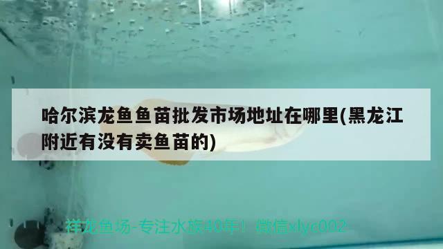 哈爾濱龍魚魚苗批發(fā)市場(chǎng)地址在哪里(黑龍江附近有沒有賣魚苗的) 潛水艇魚