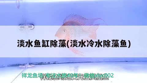 淡水魚缸除藻(淡水冷水除藻魚) 魚缸百科