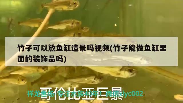 竹子可以放魚缸造景嗎視頻(竹子能做魚缸里面的裝飾品嗎) 一眉道人魚