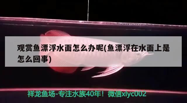 觀賞魚漂浮水面怎么辦呢(魚漂浮在水面上是怎么回事) 可麗愛魚缸